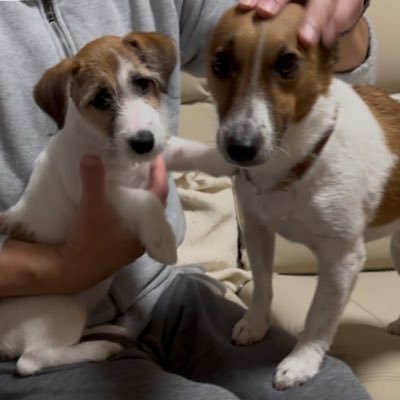 Yaaata&Kila❣️Jack Russell Terrier🇯🇵