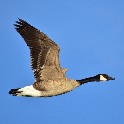 Canada Goose 🇨🇦