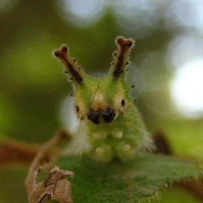 nefarious transgender green bug