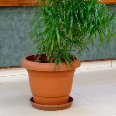 La Grâce Pitshou Kitoko