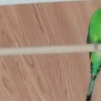 灰色のｻﾊﾞ🌈 とｲﾝｺ♂