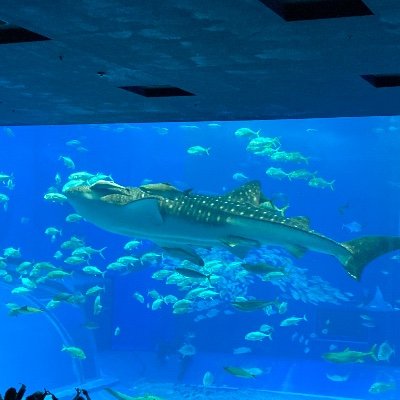 ゆるこうぞうLabo