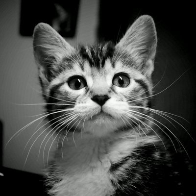 El Michirufo🇵🇪