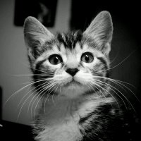 El Michirufo🇵🇪