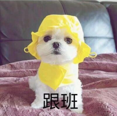 tauseefhasan104@gmai