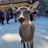 ᴄᴀɴ⸌⍤⃝⸍