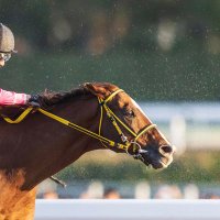 唐揚げパラダイス〖競馬予想〗［特注馬🐴］