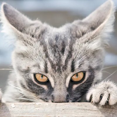 ☀️🌷🪻DustyMoth🪻🌷☀️