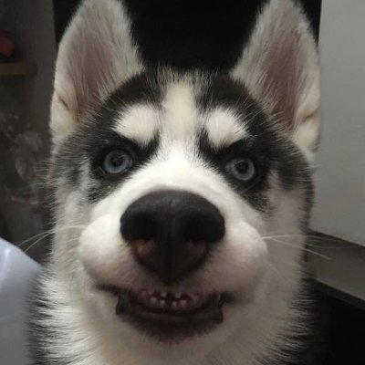 Judgemental Husky