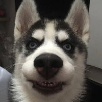 Judgemental Husky