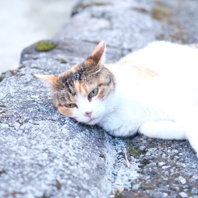 ツチノコウサギ