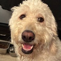 𝐁𝐫𝐢𝐭𝐭'𝐬 𝐓𝐡𝐨𝐮𝐠𝐡𝐭𝐬