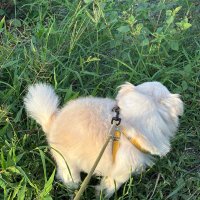 can l ติ่งแบบสงบๆ