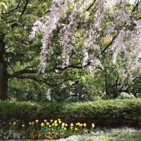 ブルー・ルカル