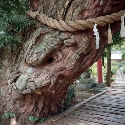 ryumam20@🌸第11期満開部