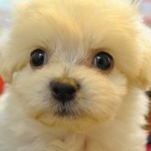 プープー🍖が大好きだワン