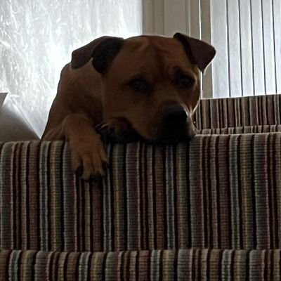 JoannaDeGuia #AmYisraelChai 🎗️💜🤍💚