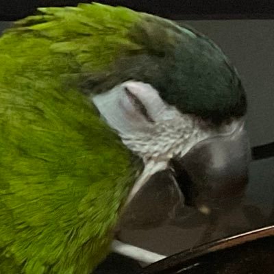 ใบมะกรูด