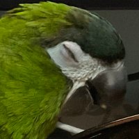 ใบมะกรูด