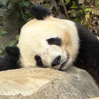 tsubaring🇯🇵🇹🇭🐺