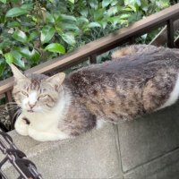 猫の王子様