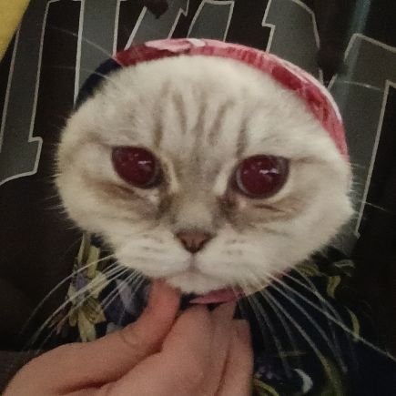 süslaş rakun kuyruk