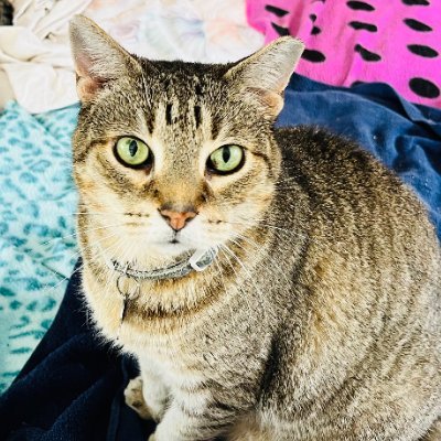 Silver's 2nd Chance 501c3 Charity Cat Rescue🐾