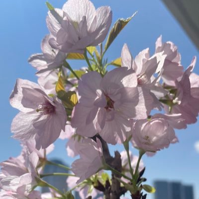 io🕊戦争反対 no war