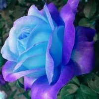 Violet Rose (mick jagger claims I am his wife)