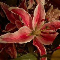 ⋆˚࿔ mine 𝜗𝜚˚⋆