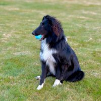 The Snoopervisor 2.0 /Moses (Wilma🌈)