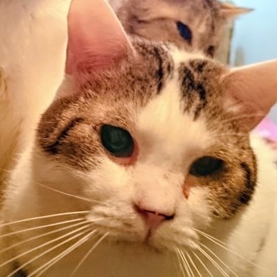 とらみけ🐕🐈‍⬛ 🐢担 K-SEA🩷