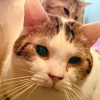 とらみけ🐕🐈‍⬛ 🐢担 K-SEA🩷