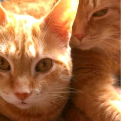 Spike & Big O *salutes Fancy&Benny,Lily,Jaffa &GG*