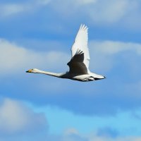 ひろさん@獄一門