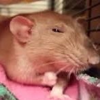 Andrie 🏳️‍⚧️