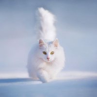Snowcat Tish
