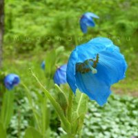 miya🧚‍♀️🌹