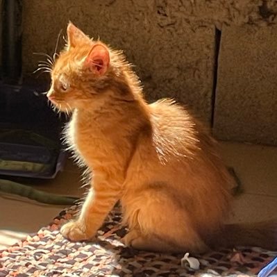 yra🐱| BINICHELLA🌸🎡