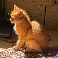 yra🐱| BINICHELLA🌸🎡