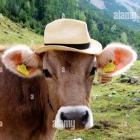 karn 🌶️ | หนูดี | 9779s | Pho 🍜