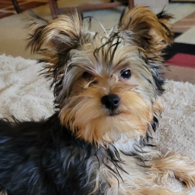 Zara the Bovver Girl