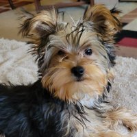 Zara the Bovver Girl