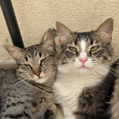 Seba Tetracampeon 16 ⭐🌳🐈‍⬛🐈‍⬛