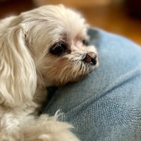 Tomek Niewęgłowski