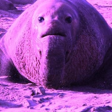 Tommie/Ookko/Monty🍉🇨🇩🇸🇩🇺🇦🇻🇪 SEEING TGWDLM