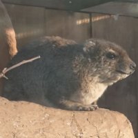 Hyraxing / ハイラクシング @毎週和訳動画投稿