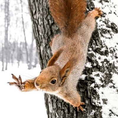 Squirrel of Judgement