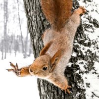 Squirrel of Judgement