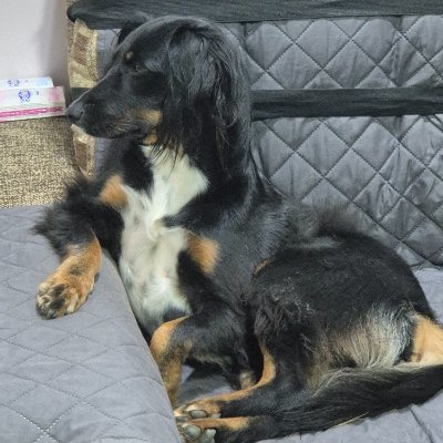 BEACH DOG GANG / БАНДА У МОРЯ